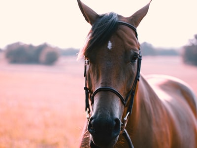 选择性聚焦摄影中的站着的棕色和黑色的马